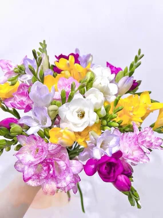 Freesia Bulbs - mixed color - 10 Bulbs Image