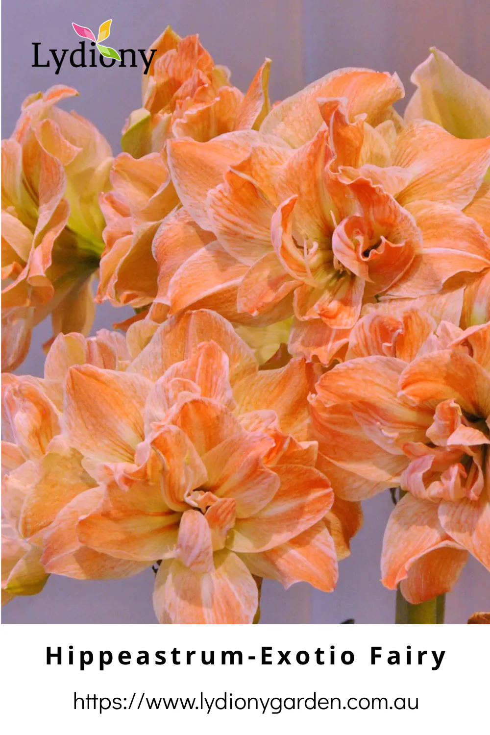 Mixed - Hippeastrum - Amaryllis Bulb Image