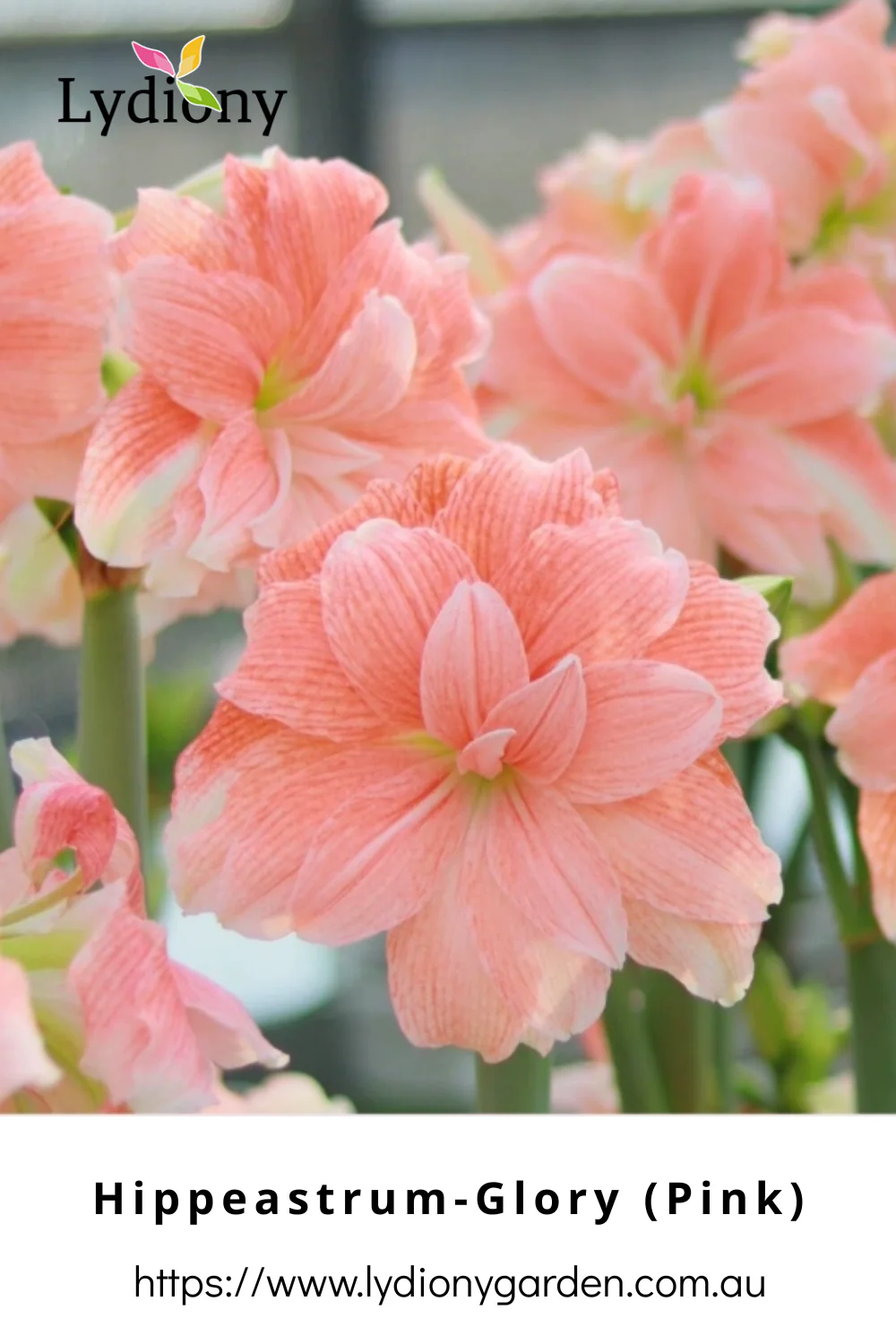 Mixed - Hippeastrum - Amaryllis Bulb Image