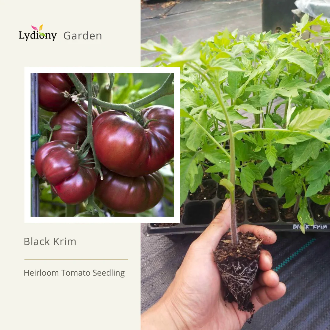Black Krim - Heirloom Tomato Seedling/Plant