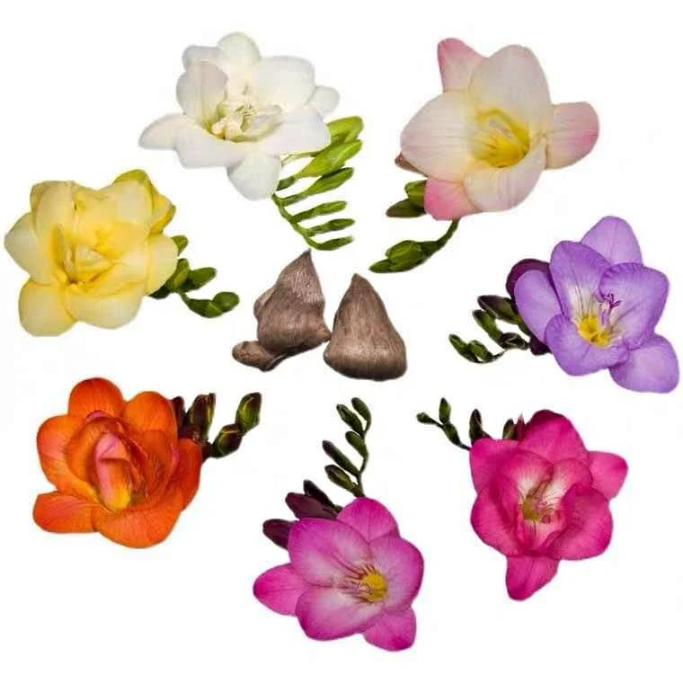 Freesia Bulbs - mixed color - 10 Bulbs