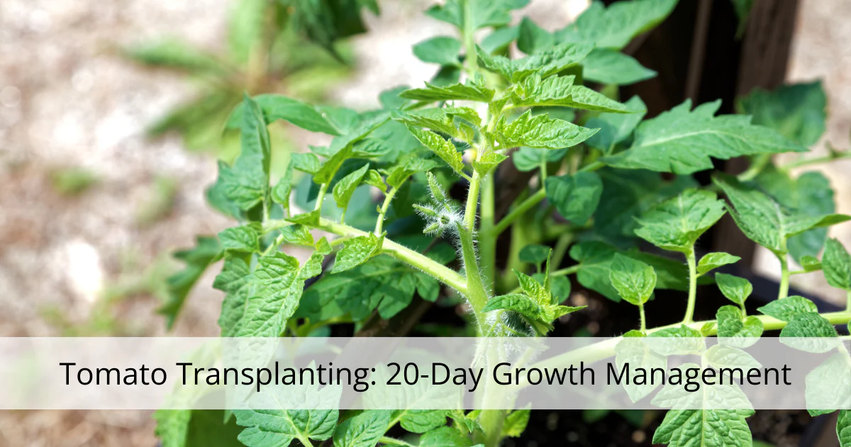 Tomato Transplanting: 20-Day Growth Management