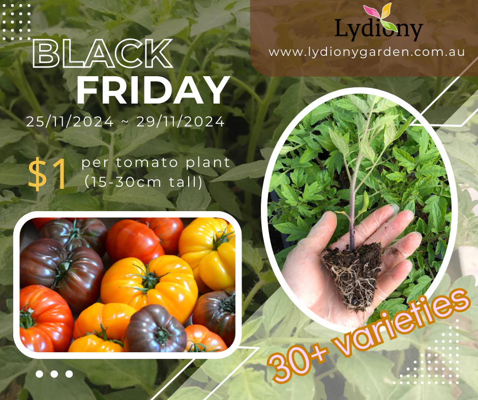 🌿 Black Friday Special Offer 🌿